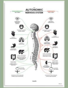 Prescott Chiropractor Meric Autonomic nervous system