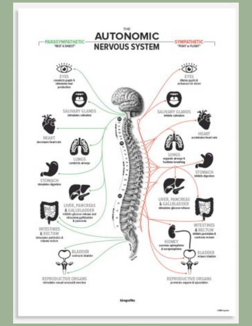 Wellness With Chiropractic 